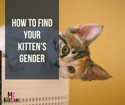 Pick a time when your. How To Find Your Kitten S Gender