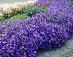 Campanula Portenschlagiana Plants Perennial Plants Perennials