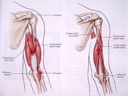 As the name implies, the lateral head of the triceps is situated most laterally on the back of the humerus. Best Science Based Triceps Exercises For All 3 Heads Dr Workout