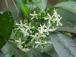 Image result for Tabernaemontana inconspicua