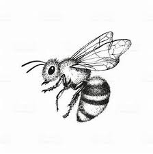 Image Result For Bumble Bee Drawing Bee Drawing Engraving Illustration Bee Art