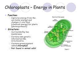 1) it helps in the process of photosynthesis as it contains chlorophyll to make food. Cell Structure And Function Objective Today We Will Talk About The Difference Between Prokaryotic And Eukaryotic Cells We Will Also Review For The Quiz Ppt Download
