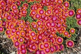 We did not find results for: Ice Plant New For 2012 Flowers Perennials Perennials Shade Perennials