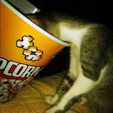 Popped popcorn can accidentally become lodged in the throat and cause choking. Can Cats Eat Popcorn Catster