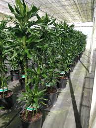 Image result for Dracaena steudneri