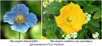 Image result for Cyphostemma obovato-oblongum