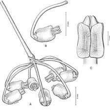 Image result for Neoschumannia cardinea
