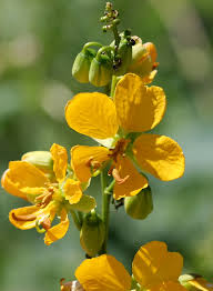 Image result for Senna hirsuta