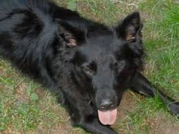 All Black Border Collie Puppy Full Black Border Collie Dog Pictures Blog Collie Dog Pictures Border Collie Collie