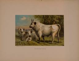 Image result for chillingham cattle
