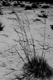 Image result for Chloris mossambicensis