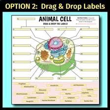 Check spelling or type a new query. Animal Cell Interactive Google Slide Activities Distance Learning 8 Options