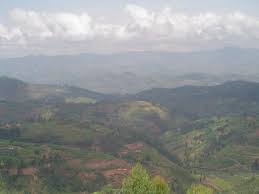 Image result for Stolzia cupuligera