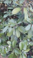 Image result for Englerophytum magalismontanum