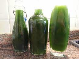 Prepararlo in casa è semplicissimo. Ricetta Liquore Al Finocchietto Selvatico Dolcidee