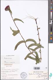 Image result for Bothriocline