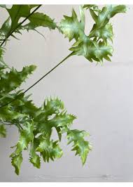 Image result for Microsorum scolopendria