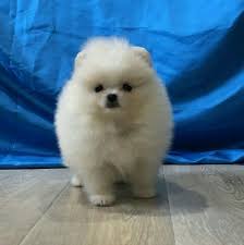 Pomeranian Boo Pomeranian Boo Kopek Kopekseverler Kopeksahiplendirme Kopekyavrusu Evcilhayvan Evcilhayvanurunleri Satilikkopekle Evcil Hayvanlar Kopek