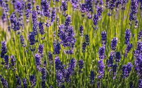 Wann kann man lavendel umpflanzen? Lavendel Pflanzen Und Pflegen Servus