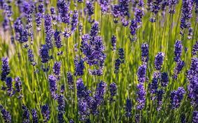Im idealfall wählt man das frühjahr, etwa ab mitte märz. Lavendel Pflanzen Und Pflegen Servus