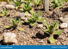 Image result for Helichrysum aureum