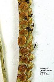 Image result for Paspalum scrobiculatum