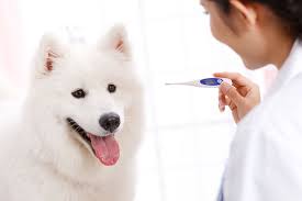 Learn A Dogs Normal Body Temperature