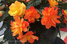 Keep in mind though that potting soil, because it contains soil and sometimes sand, can get compacted. Begonia Plant Care How To Grow Care For Begonias