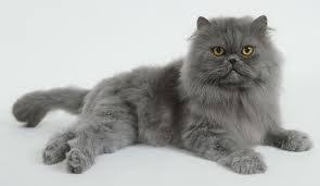 Russian Blue Persian Cat Russian Blue Cat Most Popular Cat Breeds Cat Breeds