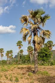 Image result for Borassus