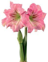 Pin On Flores