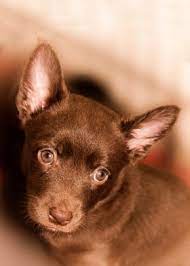 Metal dining table legs australian kelpie puppies. Funny Kelpie Poster By Craig Loechel Displate