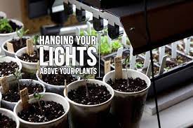 How far should your led grow lights be from your plants? How High Should Your Grow Lights Be Above Your Plants