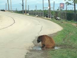 I Want To Know What Bears Think Sometimes Album On Imgur Animals Bear Creature Feature