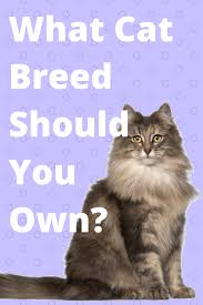 What Breed Of Cat Should You Get Cat Breeds What Cat Cats