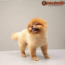 pomeranian kopek pet grooming kedi kopek