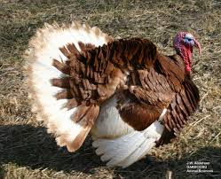 What Type Of Turkey Is Best For Small And Backyard Poultry