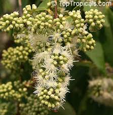 Image result for Tetracera