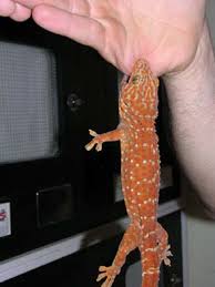 Tokay Gecko Care