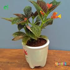 Maybe you would like to learn more about one of these? Jual Tanaman Episcia Black Flamingo Langka Di Lapak Ibad Garden Bukalapak