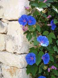 Morning Glory Ipomoea Sure They Re Pretty But Having To Chop Them Out Of The Corn Crop As A Kid Morning Glory Flowers Blue Morning Glory Beautiful Flowers