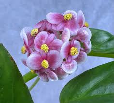 Image result for Begonia longipetiolata