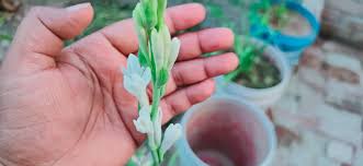Rajnigandha flower polianthes rosa टबर ज. Rajnigandha Flower Image Tuberose Blooming Time Scented Flower