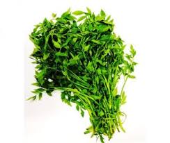 Leaf, artery selom, water dropwort. Mymakanan