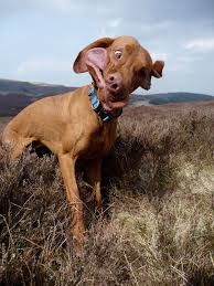 14 Dogs Sneezing Silly Animals Funny Animals Dog Sneezing