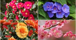 She is the greatest among all the greek gods, male or female, when it comes to the hunt. 10 Beautiful Japanese Flowers And Their Meanings Tsunagu Japan