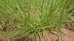 Image result for Eriochloa procera