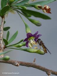 Image result for Lycium acutifolium