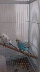 Nourriture pour perruches ondulées pour trouver des équipements adaptés pour l'élevage et le bien être de vos oiseaux ✅ perruches ondulées pour votre oiseau vous pouvez faire confiance à zoobio. Cage Accessoires Graines Et 3 Perruches Uncompagnon Fr