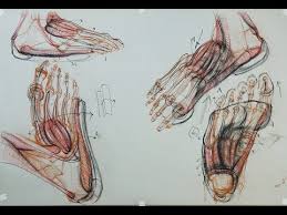 Clubfoot is a fairly common birth defect and is usually an isolated problem for an otherwise healthy. Anatomy For Artists The Torso Front Rectus Abdominis Youtube